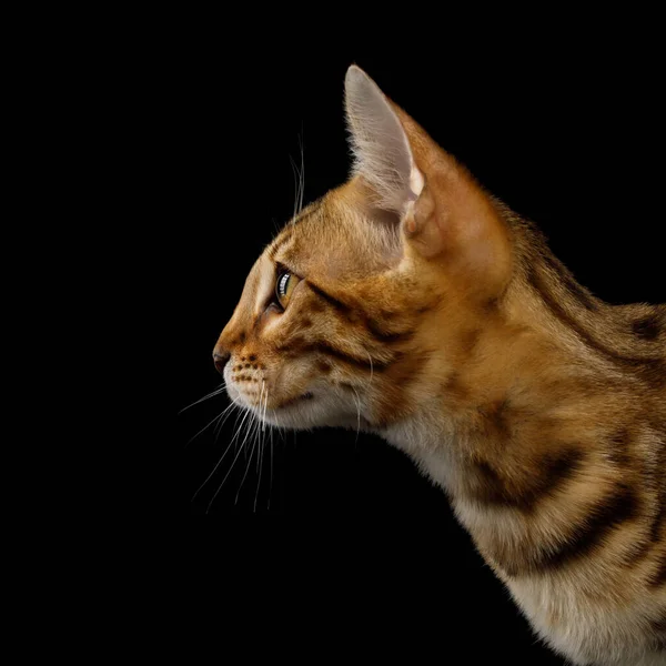 Primer Plano Retrato Gatito Bengala Con Piel Oro Aislado Negro —  Fotos de Stock