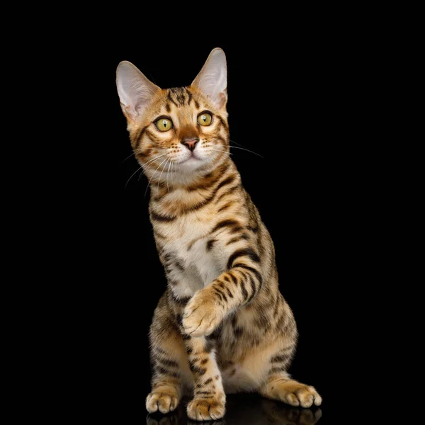 Playful Bengal Kitten Gold Fur Sitting Isolated Black Background Reflection — Stock Photo, Image