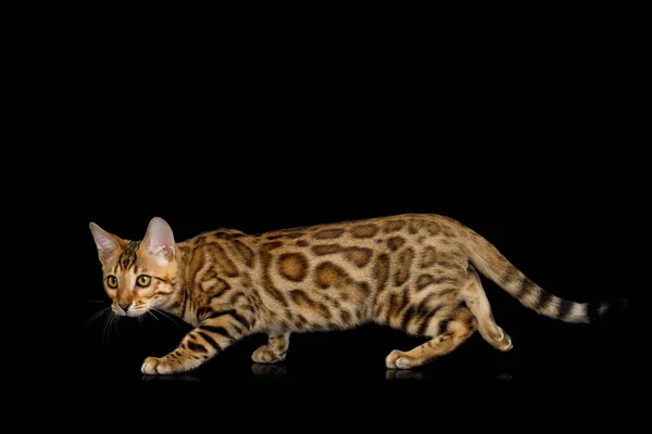 黒の背景に反射して隔離された遊び心のあるベンガル子猫 金の毛皮のクロッシング — ストック写真