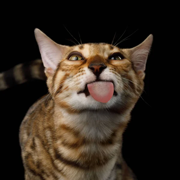 Grappig Portret Van Nieuwsgierig Bengaalse Kitten Licked Glas Geïsoleerd Zwarte — Stockfoto