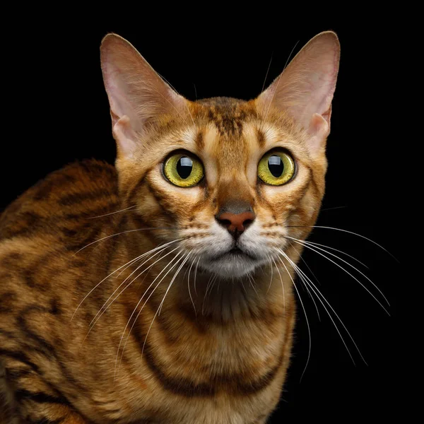 Retrato Adorable Gato Bengala Con Enormes Ojos Sobre Fondo Negro —  Fotos de Stock