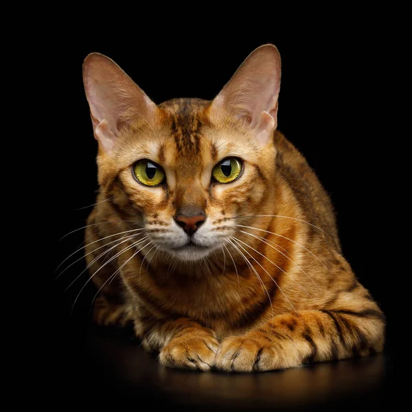 Adorable Gato Bengala Con Ojos Enormes Acogedor Acostado Aislado Sobre —  Fotos de Stock