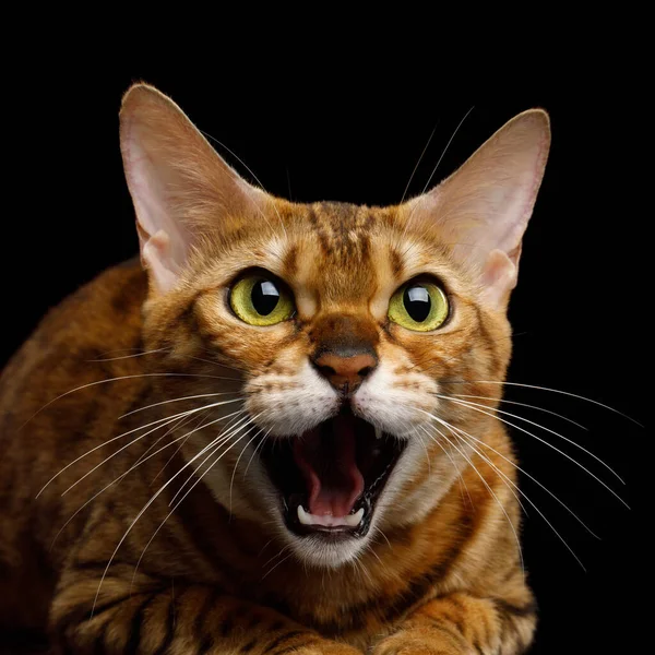 Aggressive Bengal Cat with mad eyes opened mouth hiss on isolated on Black Background, Front view