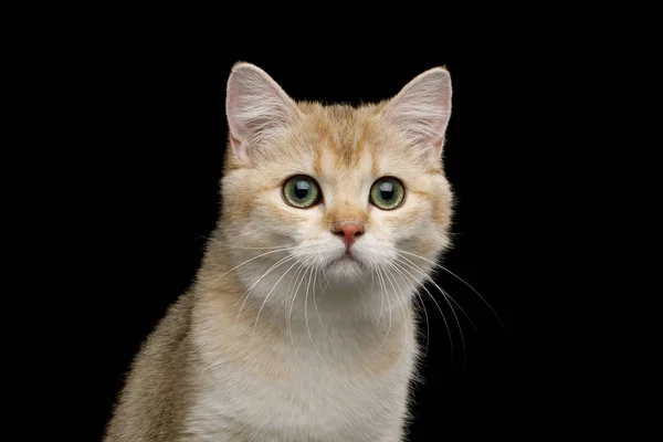 孤立した黒の背景に赤い毛皮の英国猫の肖像画 — ストック写真