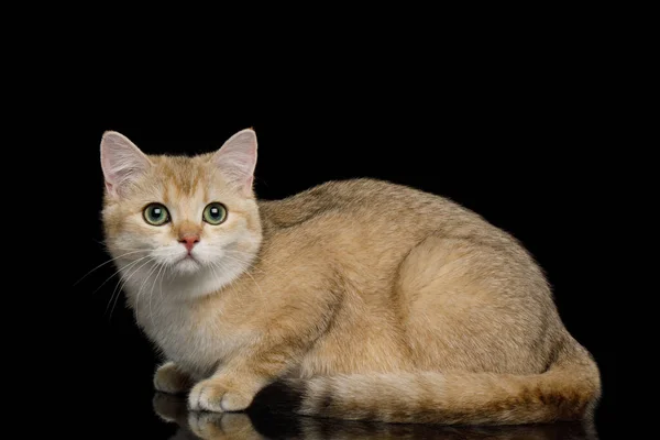 British Cat Red Fur Lying Isolated Black Background Side View — Stock Photo, Image