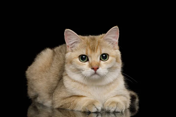 Британський Кіт Червоним Хутром Лежачи Ізольованому Чорному Фоні — стокове фото