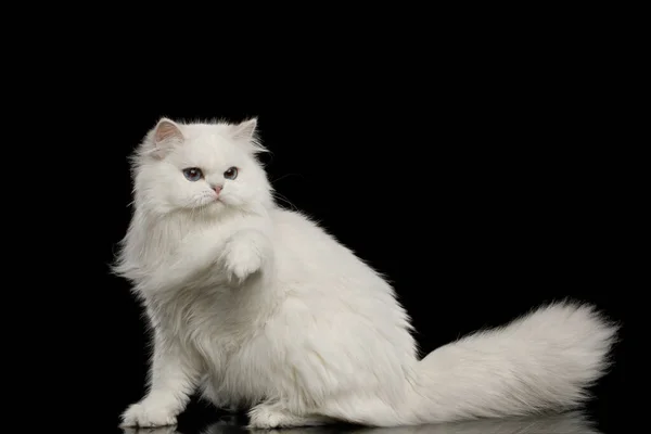 Игровой Пушистый Британской Породы Cat Белый Цвет Голубыми Глазами Поднимая — стоковое фото