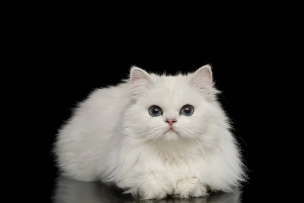 แมวพ งกฤษขนส ขาว ตาส นอนและด าสงส ยเก ยวก นหล โดดเด — ภาพถ่ายสต็อก