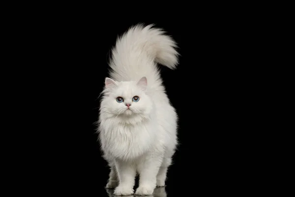 Gatto Britannico Peloso Colore Bianco Con Occhi Blu Piedi Con — Foto Stock