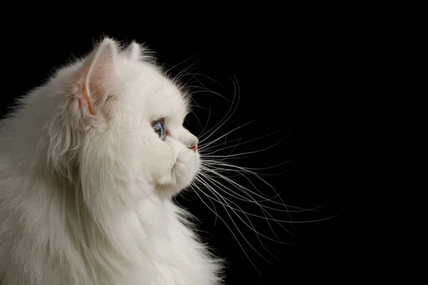 Πορτρέτο Της Βρετανικής Φυλής Cat Λευκό Χρώμα Μπλε Μάτια Κοιτάζουν — Φωτογραφία Αρχείου