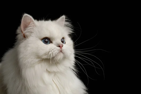 Портрет Британской Породы Cat Белый Цвет Голубыми Глазами Взгляд Сторону — стоковое фото
