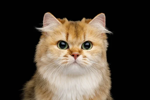 Close ปภาพของแมวอ งกฤษขนส แดง Chinchilla บตาส Gazing บนพ นหล าแยก — ภาพถ่ายสต็อก