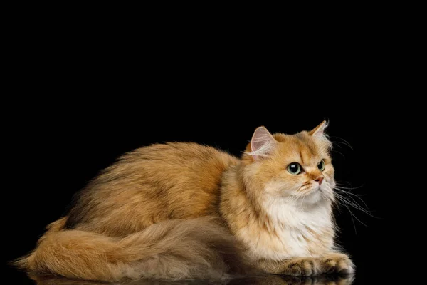 Gato Británico Rojo Chinchilla Color Con Cola Peluda Acostado Sobre —  Fotos de Stock