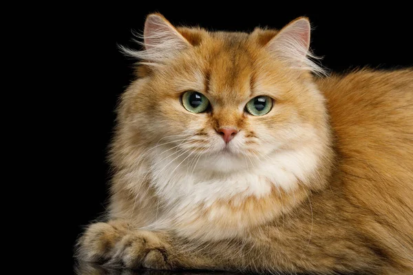 Close British Cat Rojo Chinchilla Color Con Ojos Verdes Acostado — Foto de Stock