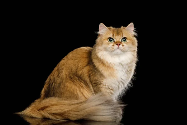 毛皮の尾を持つ英国猫レッドチンチラ色隔離された黒の背景に座って フロントビュー — ストック写真