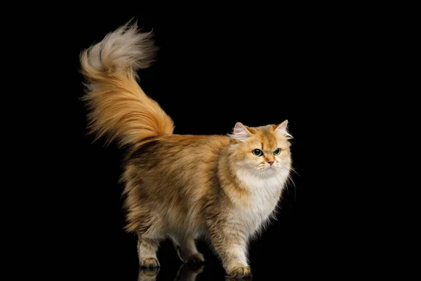 英国猫科动物 红辣椒色 毛茸茸的尾迹在孤立的黑色背景上行走 — 图库照片