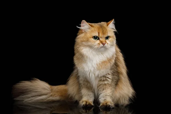 Britische Katze Red Chinchilla Mit Pelzigem Schwanz Auf Isoliertem Schwarzem — Stockfoto