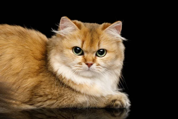 Close Angry British Cat Red Chinchilla Color Green Eyes Lying — Stock Photo, Image