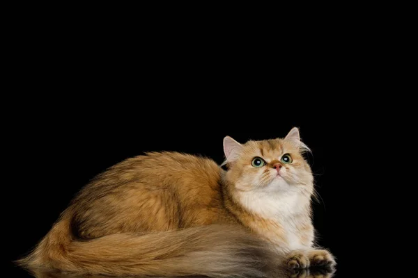 British Cat Red Chinchilla Kolor Zielonymi Oczami Leżąc Patrząc Górę — Zdjęcie stockowe