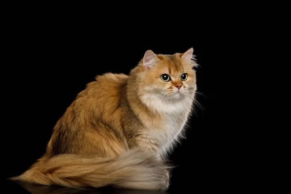 Gato Británico Rojo Chinchilla Color Con Pelo Peludo Sentado Mirando — Foto de Stock
