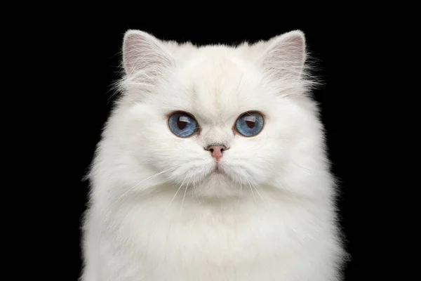 Schattig Portret Van Britse Ras Kat Pure Witte Kleur Met — Stockfoto