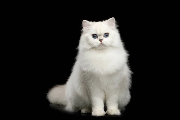 可敬的英国品种猫白色 蓝眼睛 凝视着孤立的黑色背景的相机 前景色 — 图库照片
