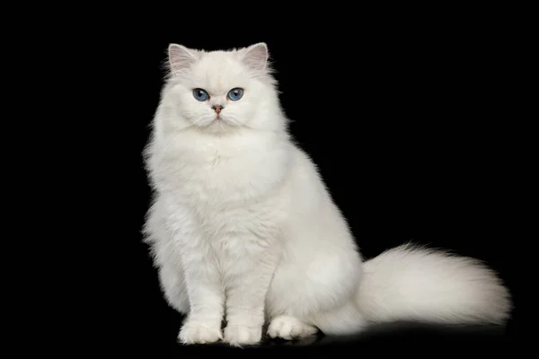 Adorabile Razza Britannica Cat Colore Bianco Con Occhi Blu Seduto — Foto Stock