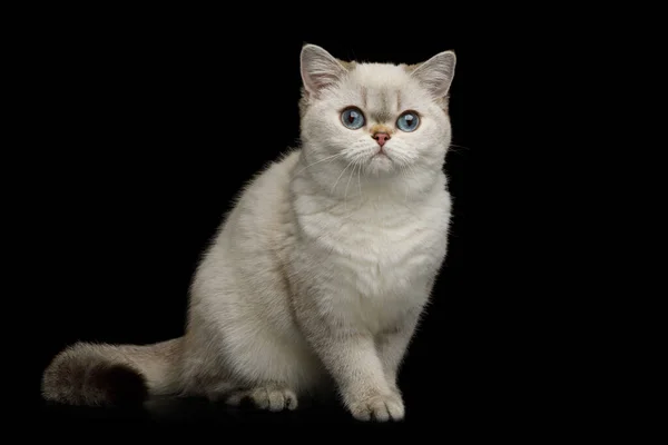 แมวสายพ งกฤษท ขาว ตาส งมองกล องบนพ นหล โดดเด มมองด านหน — ภาพถ่ายสต็อก