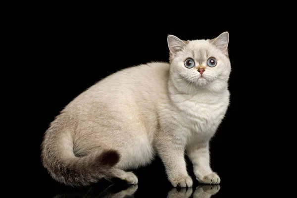 Britische Rasse Katze Beige Farbe Mit Blauen Augen Stehend Und — Stockfoto