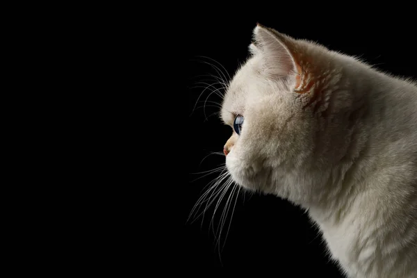 Ngiliz Neslinin Portresi Cat White Mavi Gözlü Izole Edilmiş Siyah — Stok fotoğraf