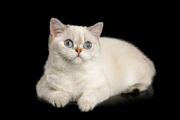 Cute British Breed Cat Beige Color Blue Eyes Lying Looks — Stock Photo, Image