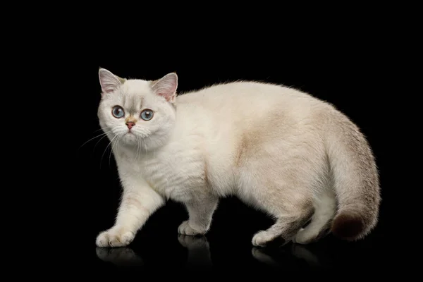 英国品种猫 蓝眼睛 在孤立的黑色背景上行走 侧视图 — 图库照片