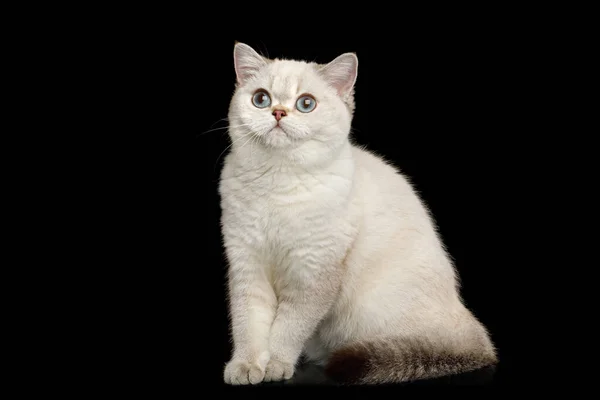 可爱的英国品种猫白色 有迷人的蓝眼睛 坐在孤立的黑色背景上 — 图库照片