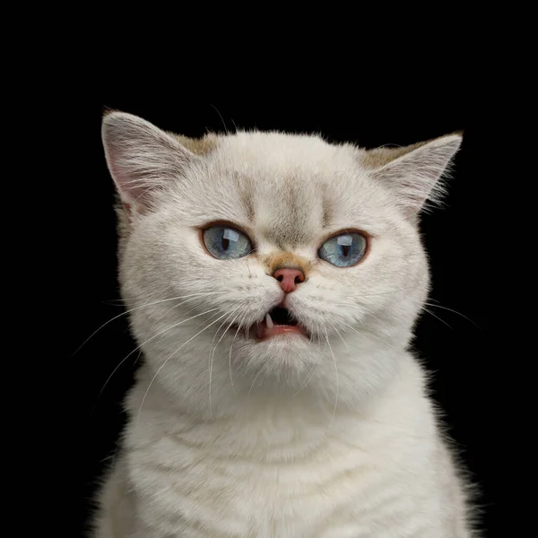 Funny Portrait British Breed Cat White Color Blue Eyes Stare — Stock Photo, Image