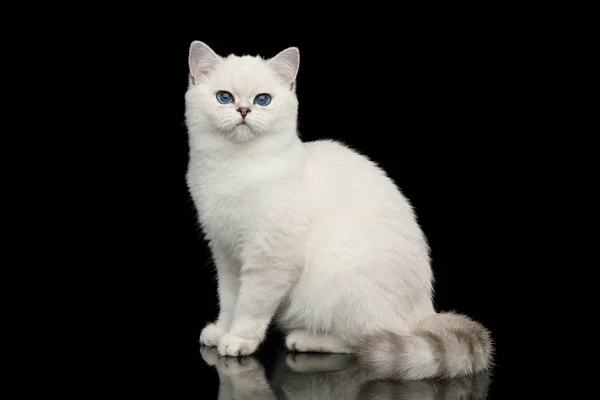Giocoso Gatto Bianco Britannico Con Gli Occhi Blu Seduto Sfondo — Foto Stock