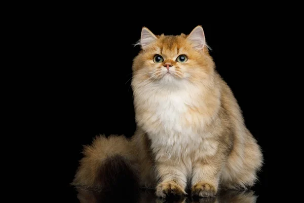 British Cat Red Color Furry Hair Sitting Looking Isolated Black — Stock Photo, Image