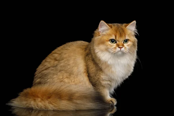 British Cat Red Color Furry Tail Sitting Isolated Black Background — Stock Photo, Image