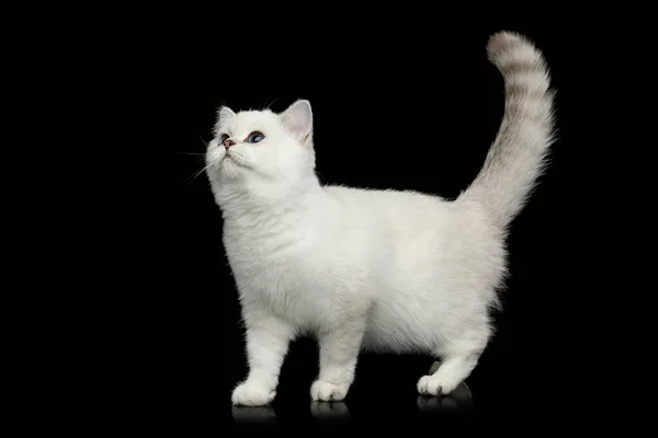 British White Cat Con Gli Occhi Azzurri Piedi Curioso Guardando — Foto Stock