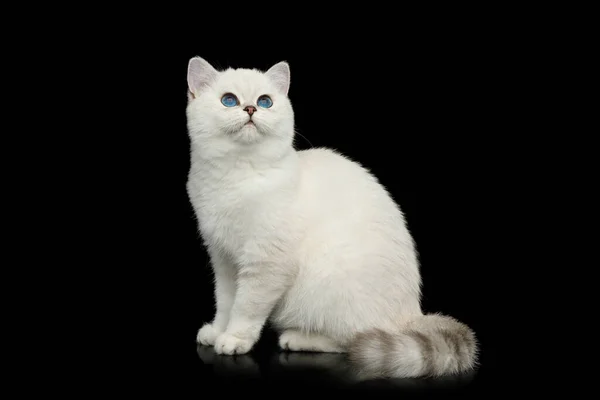 英国白猫 蓝眼睛 坐着凝视着孤零零的黑色背景 — 图库照片