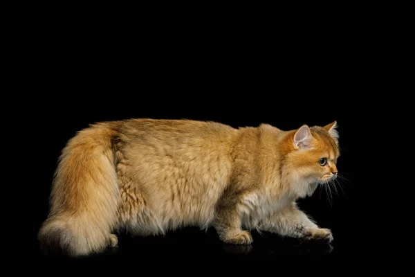 British Cat Met Schattige Red Fur Lopen Geïsoleerde Zwarte Achtergrond — Stockfoto