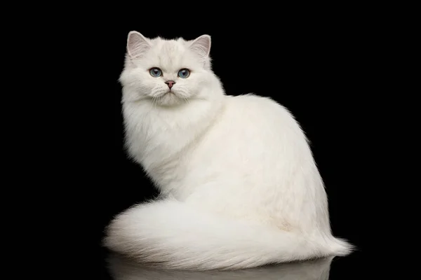 แมวสายพ งกฤษท ขาว ตาส งมองกล องบนพ นหล โดดเด มมองด านหน — ภาพถ่ายสต็อก