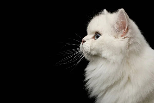 Portrét Britského Plemene Cat White Barva Modrýma Očima Pohled Boku — Stock fotografie