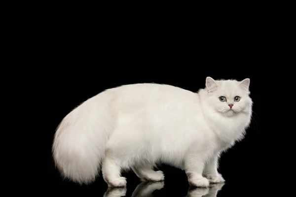 Britse Witte Kat Met Blauwe Ogen Staande Met Harige Staart — Stockfoto
