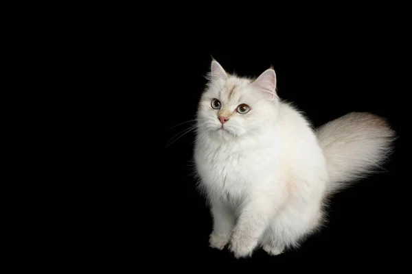 Gato Raça Britânica Pele Ponto Cor Cauda Peluda Sentado Curioso — Fotografia de Stock