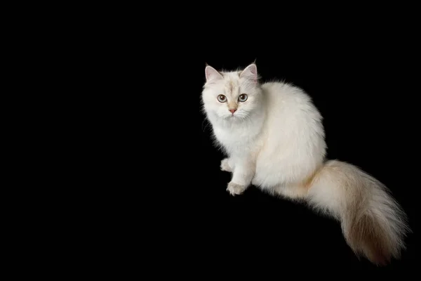 英国の品種猫 カラーポイントの毛皮と巨大な毛皮の尾孤立した黒の背景に座って トップビュー — ストック写真