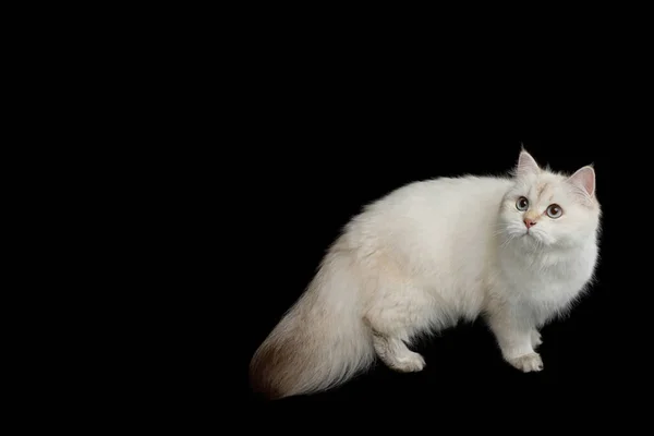 Cat Color Point Fool Furry Tail Standing Curious Looking Isolated — 스톡 사진