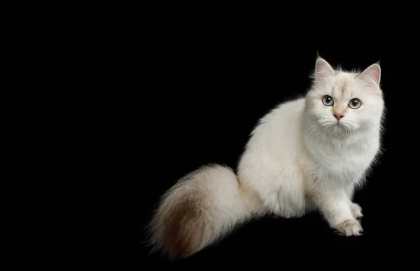 毛茸茸的英国猫 色点毛 坐着看孤立的黑色背景 — 图库照片