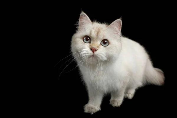 英国品种猫 色点毛和蓝眼睛行走 在孤立的黑色背景上 前视图 — 图库照片