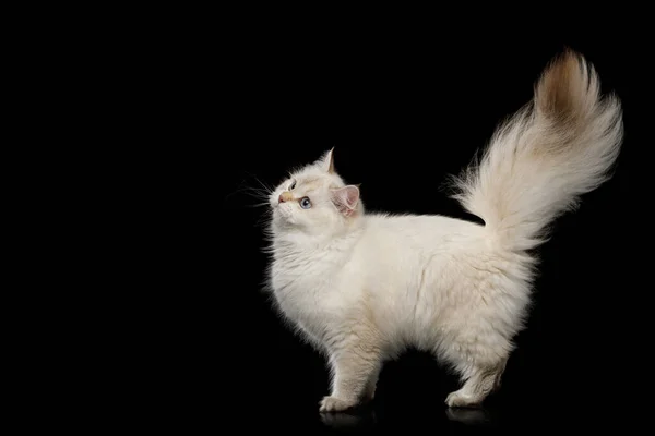 Brytyjski Kot Kolor Punkt Futro Stojąc Futrzanym Ogonem Patrząc Górę — Zdjęcie stockowe