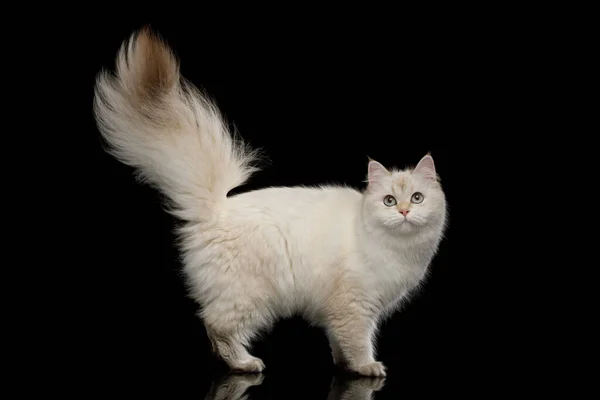 British Cat Color Point Fur Standing Furry Tail Looking Camera — Stock Photo, Image